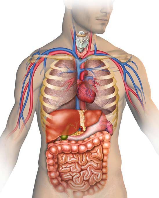 Onco-Life Clinica Medicala Craiova Medicină Internă Anatomie